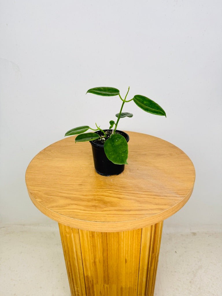 Hoya Ariadna | Uprooted