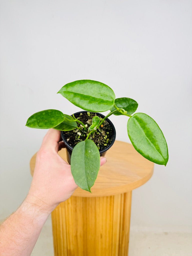Hoya Ariadna | Uprooted