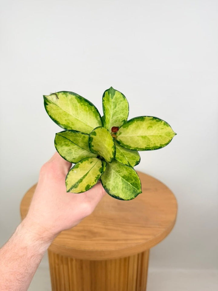 Hoya Australis ssp. Tenuipes - Lisa | Uprooted