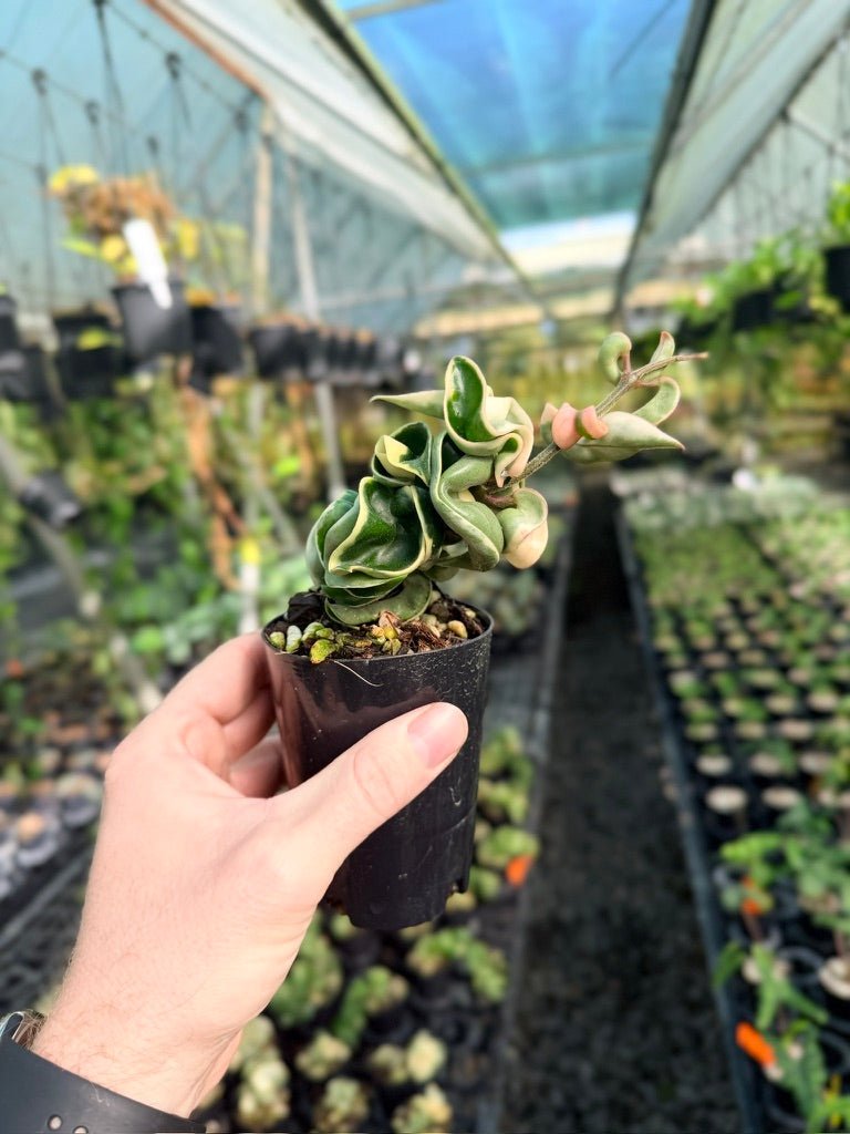 Hoya Carnosa Compacta Albomarginata | Uprooted