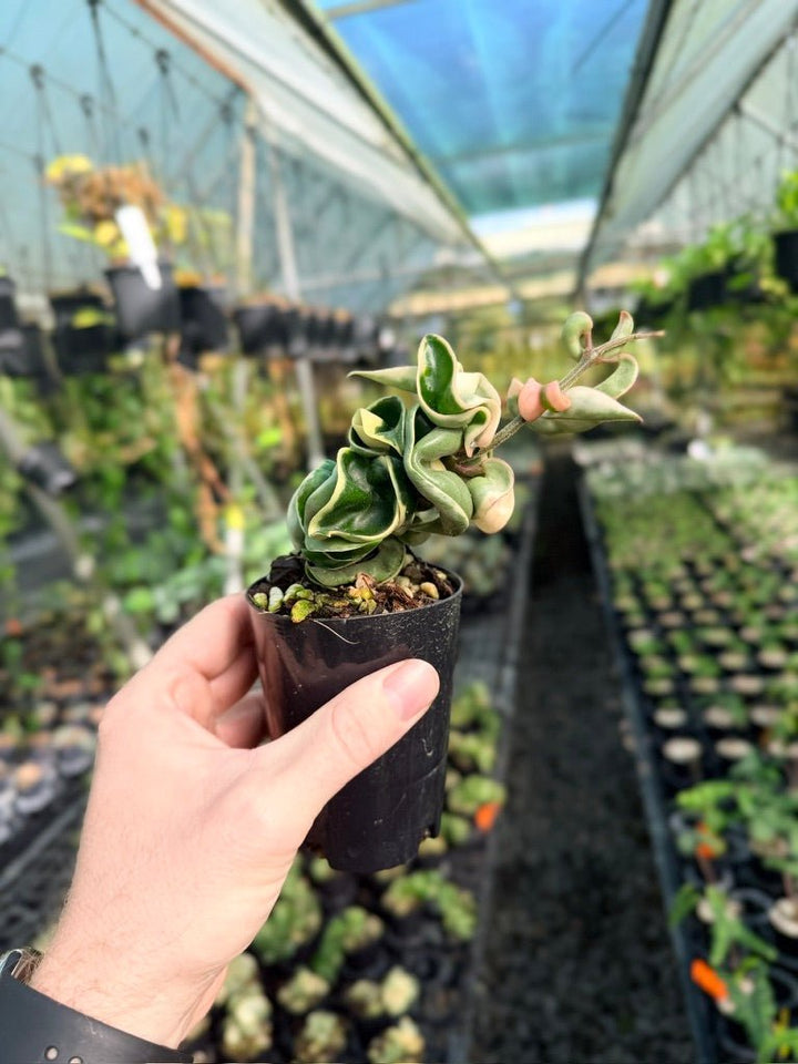 Hoya Carnosa Compacta Albomarginata | Uprooted