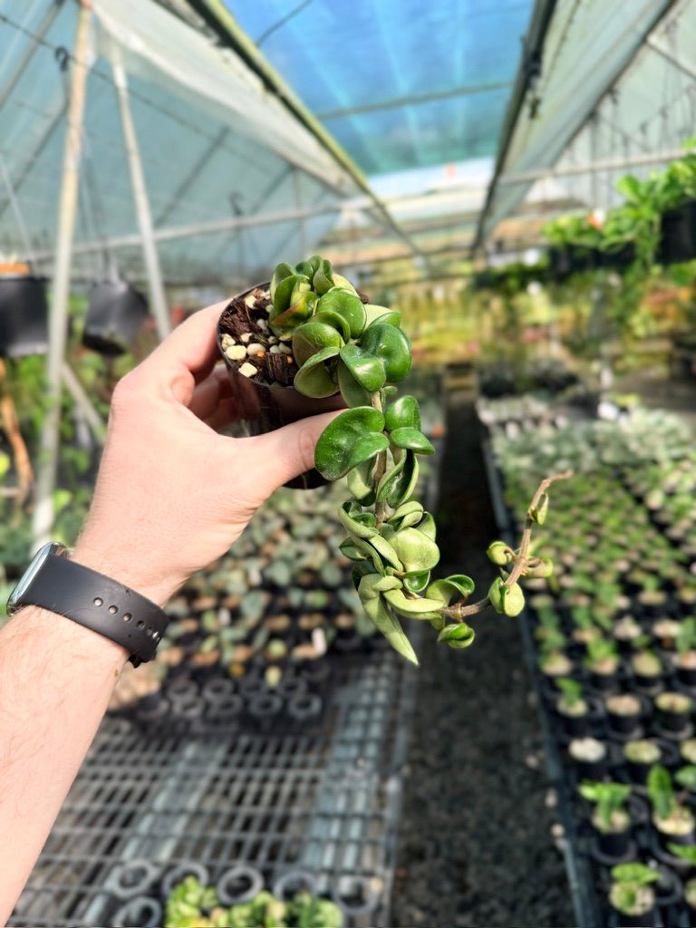 Hoya Carnosa Compacta - Green Form | Uprooted