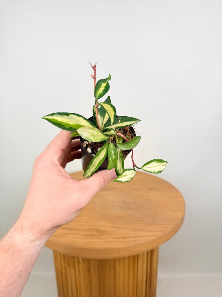 Hoya Carnosa - Krimson Princess | Uprooted