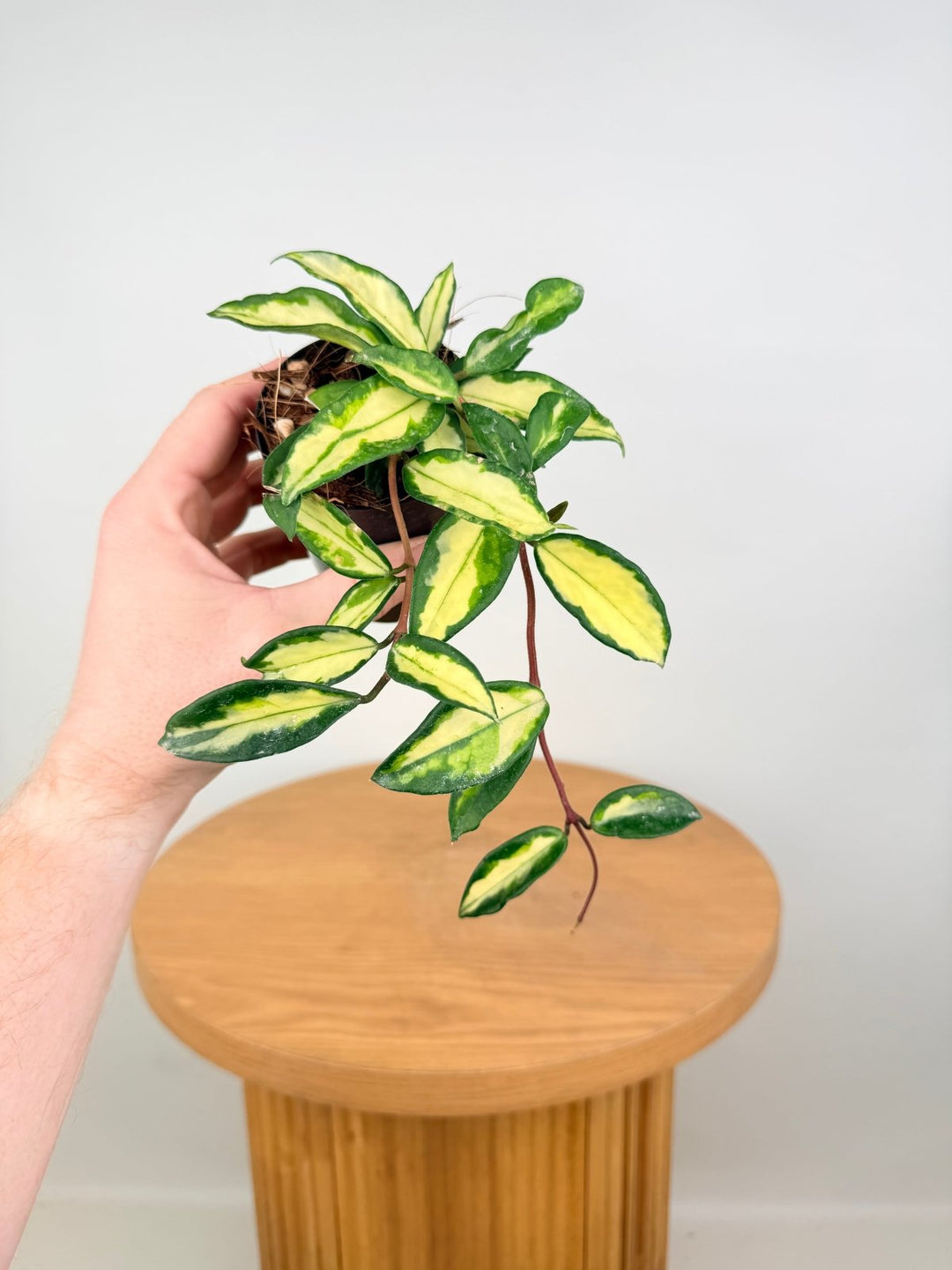 Hoya Carnosa - Krimson Princess | Uprooted