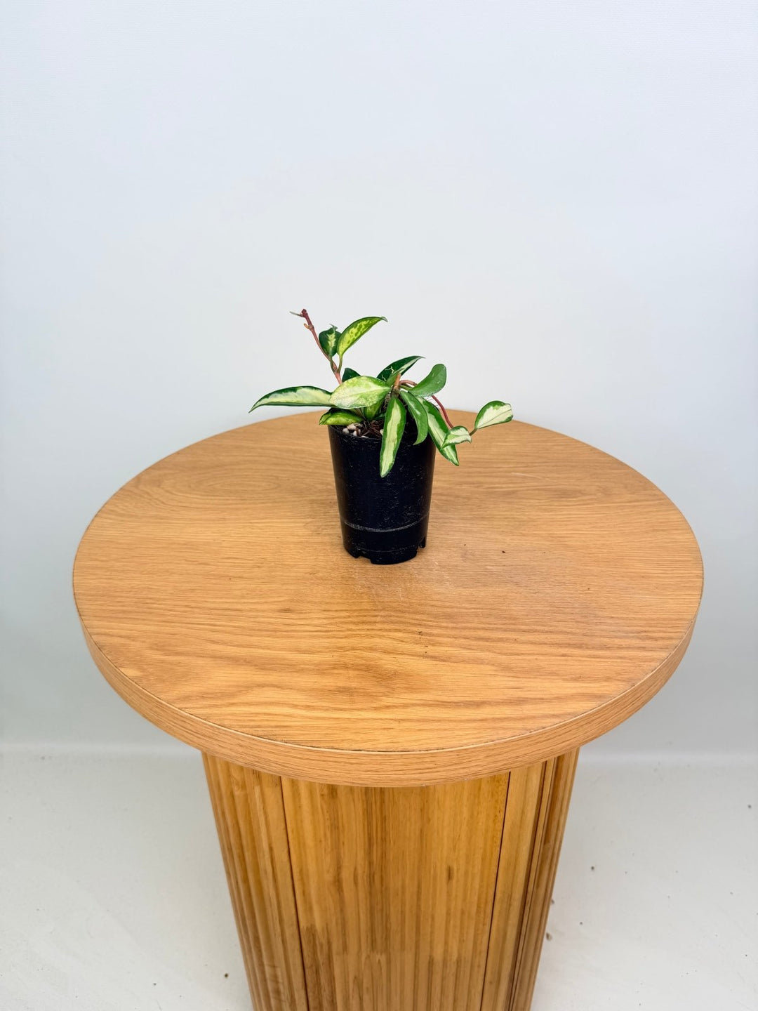 Hoya Carnosa - Krimson Princess | Uprooted