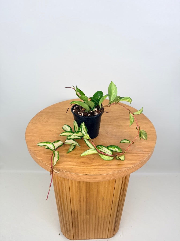 Hoya Carnosa - Krimson Princess | Uprooted
