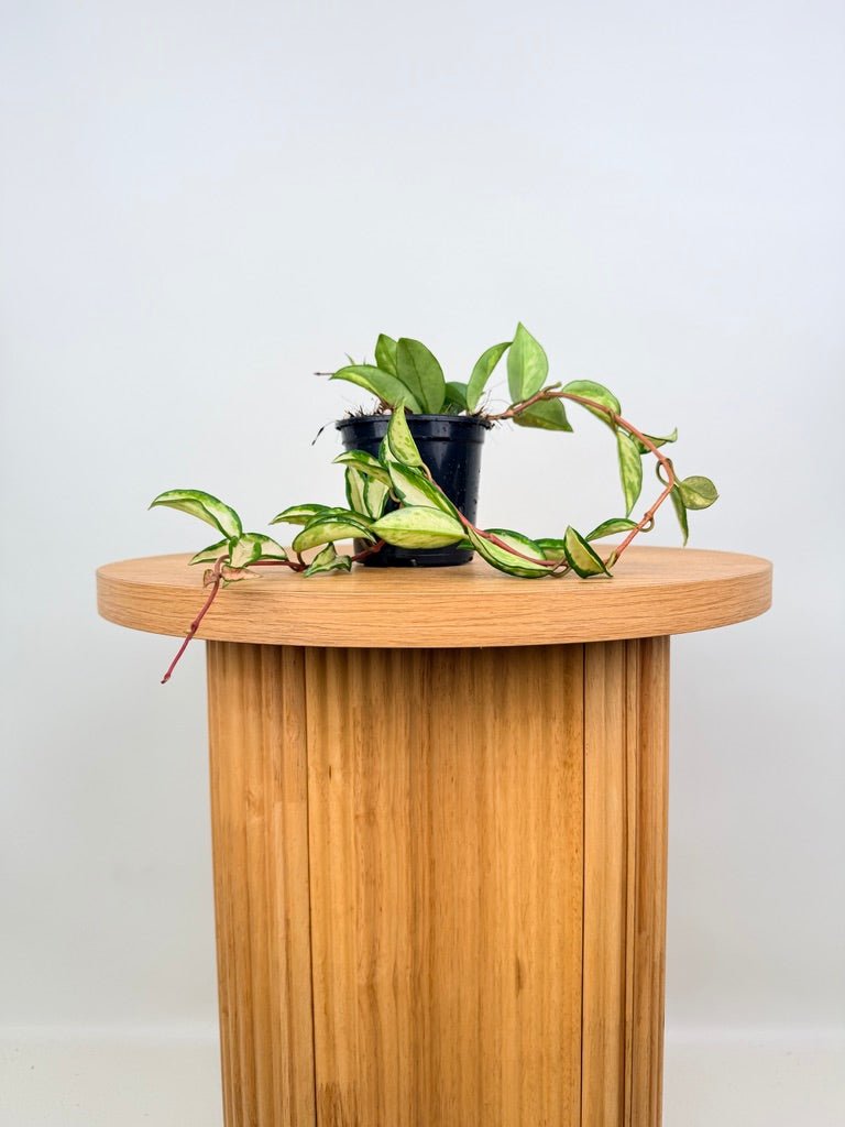 Hoya Carnosa - Krimson Princess | Uprooted