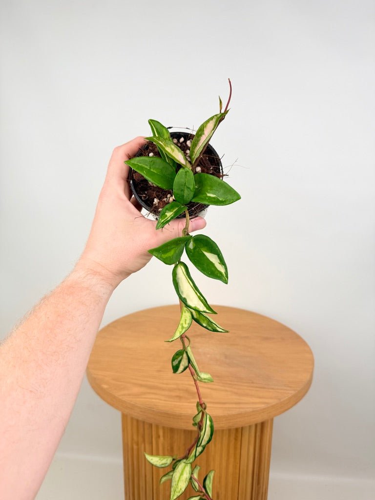 Hoya Carnosa - Krimson Princess | Uprooted