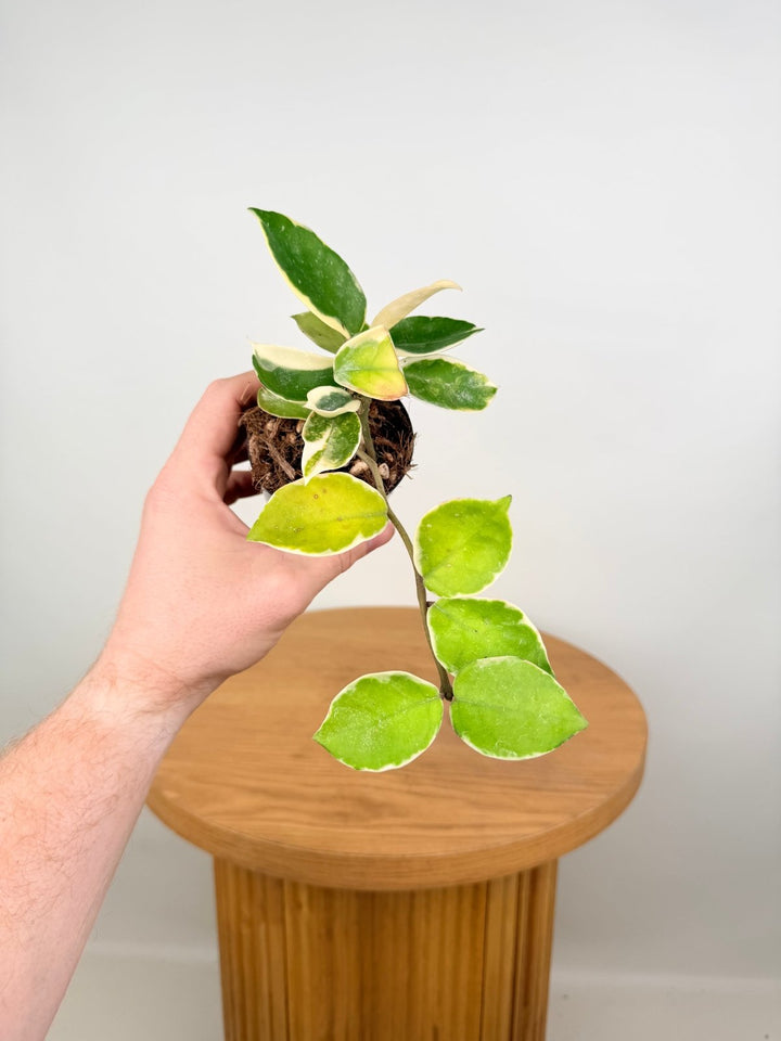 Hoya Carnosa - Krimson Queen | Uprooted