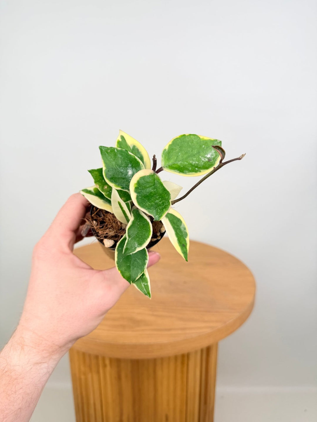 Hoya Carnosa - Krimson Queen | Uprooted