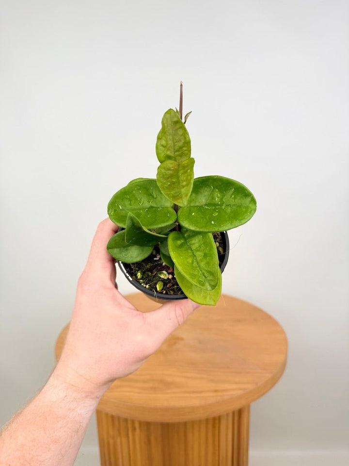 Hoya Carnosa - Krinkle Giant | Uprooted