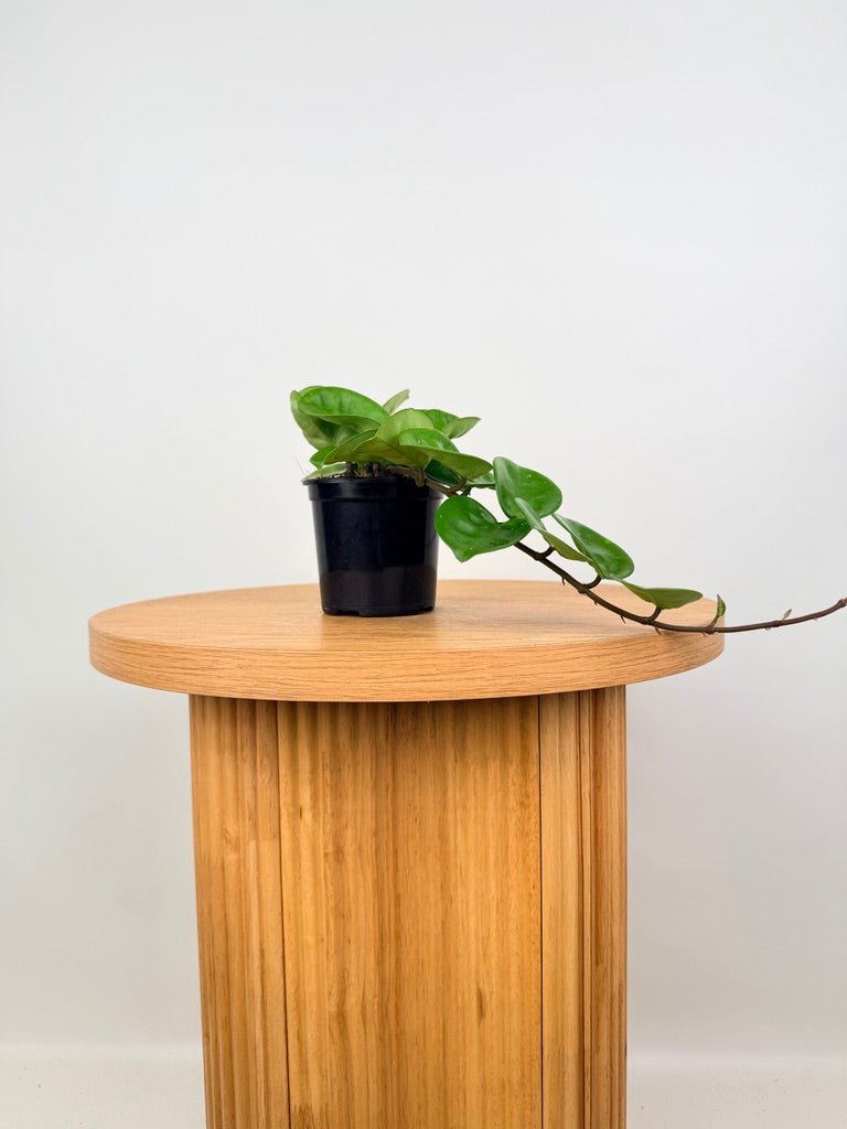 Hoya Carnosa - Krinkle Giant | Uprooted