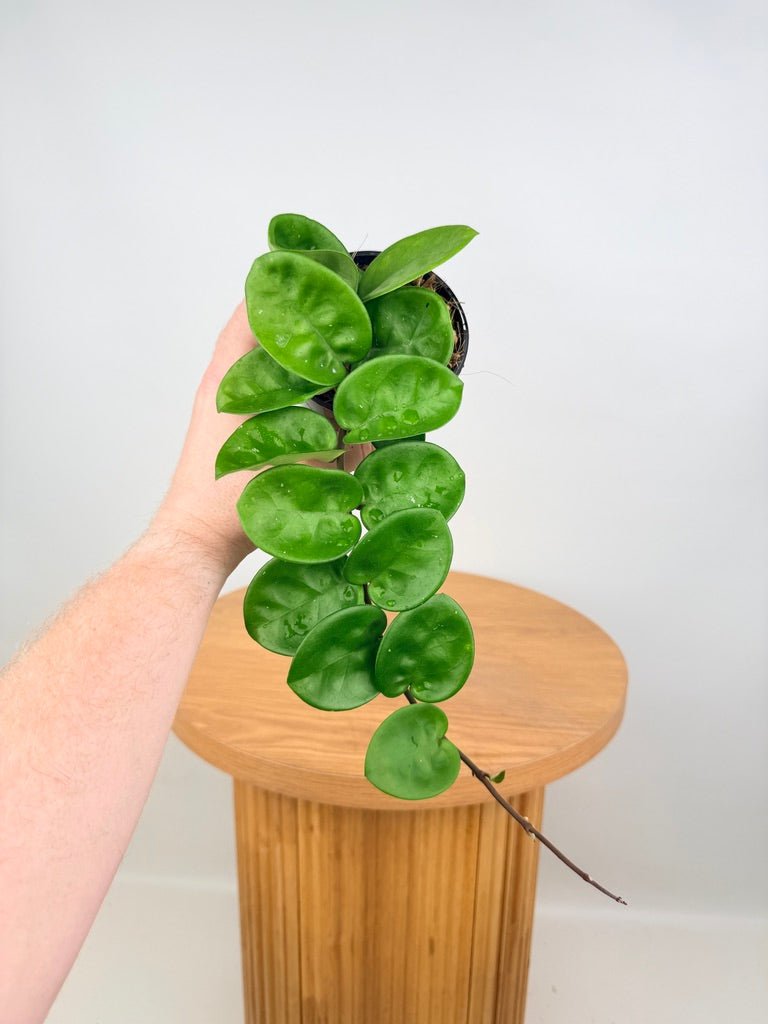 Hoya Carnosa - Krinkle Giant | Uprooted