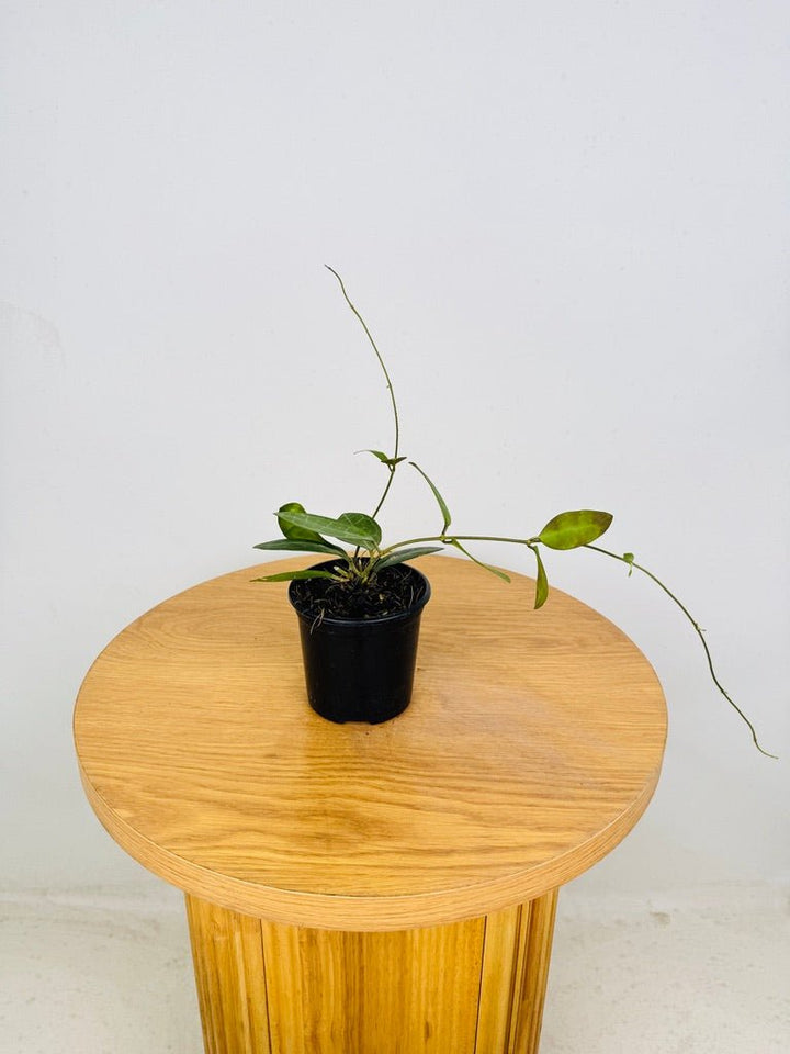 Hoya Elliptica | Uprooted