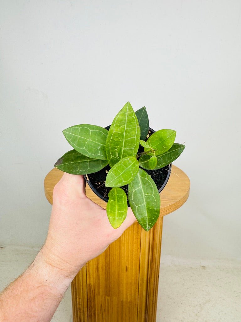 Hoya Elliptica | Uprooted