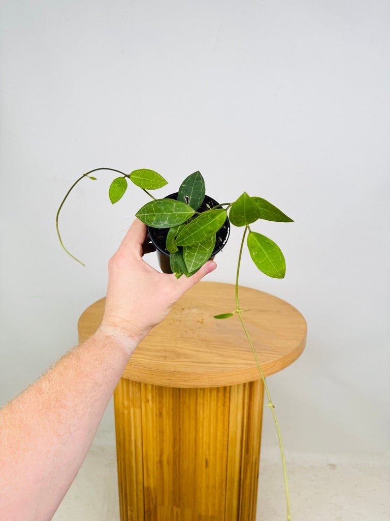 Hoya Elliptica | Uprooted