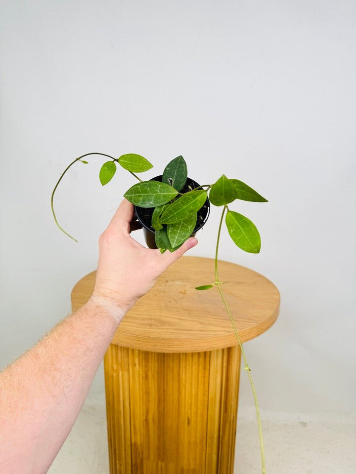 Hoya Elliptica | Uprooted