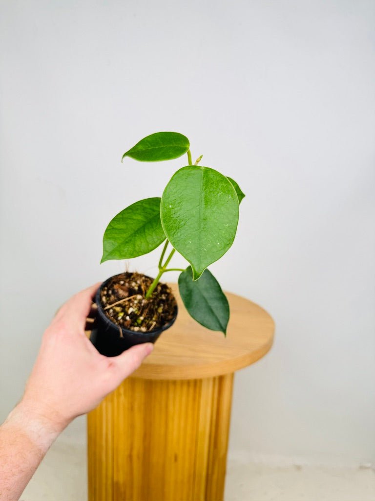 Hoya Gigas | Uprooted