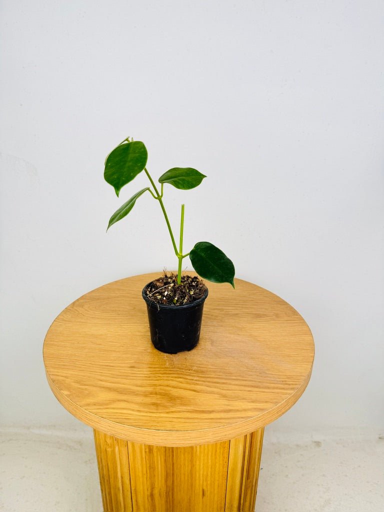 Hoya Gigas | Uprooted