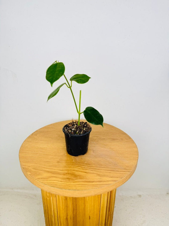 Hoya Gigas | Uprooted