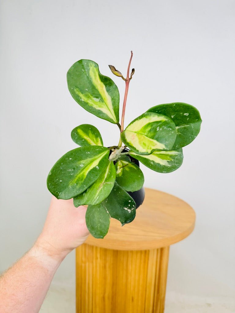 Hoya Obovata Variegata | Uprooted