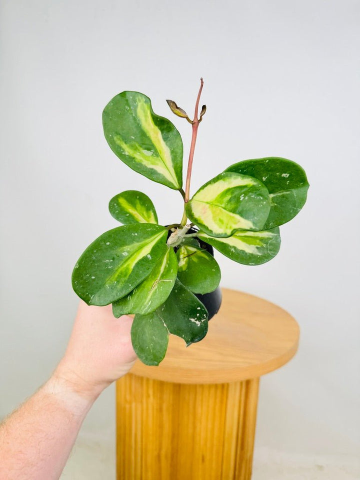 Hoya Obovata Variegata | Uprooted