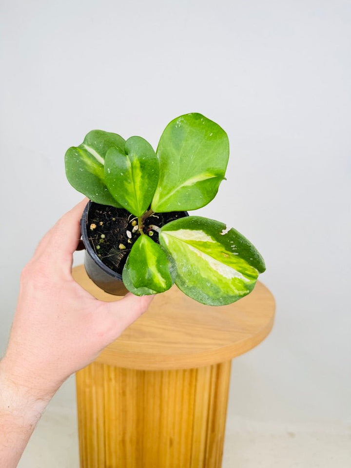 Hoya Obovata Variegata | Uprooted
