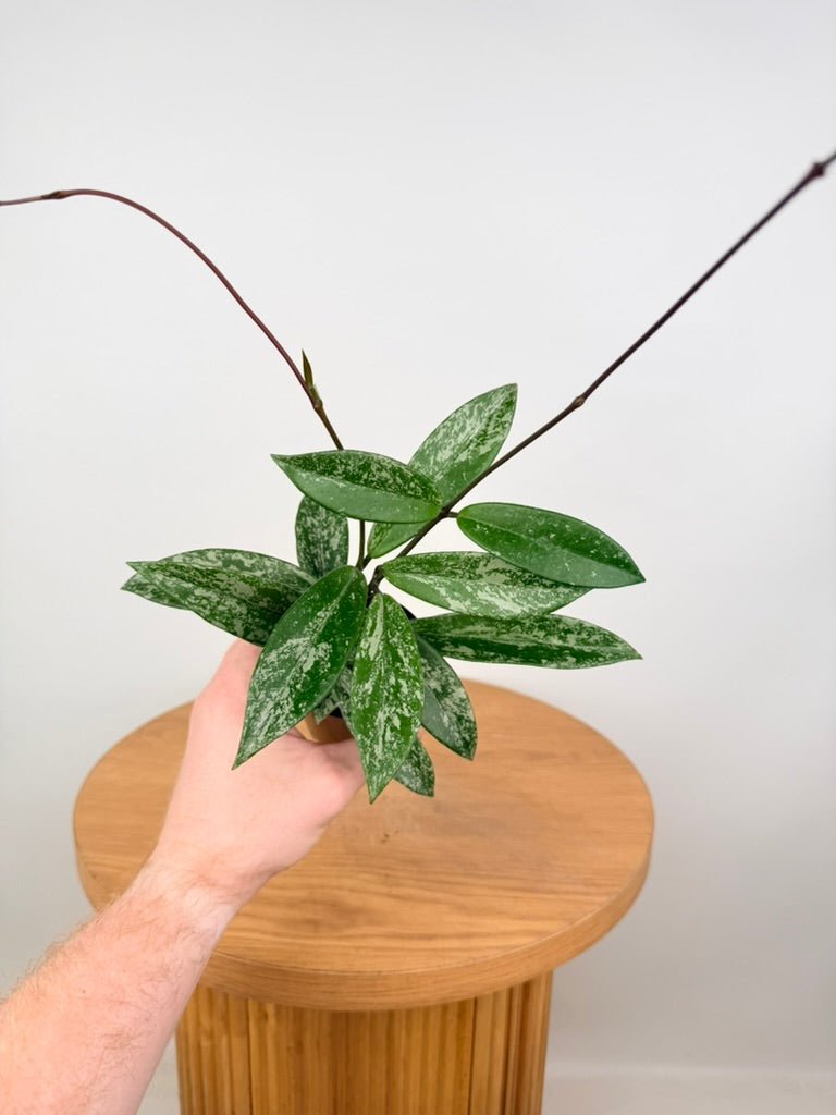 Hoya Pubicalyx Splash | Uprooted