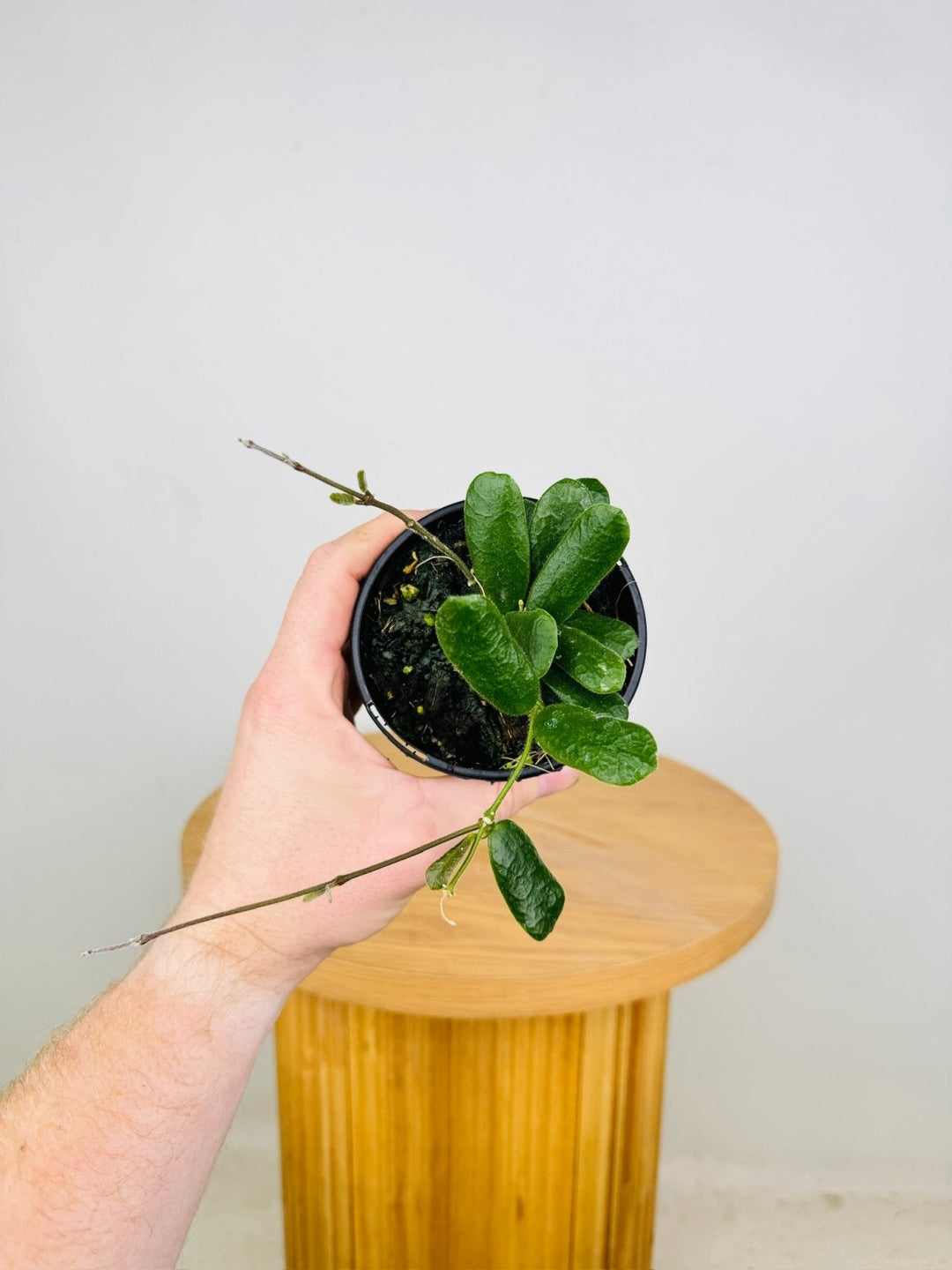 Hoya Rotundiflora | Uprooted