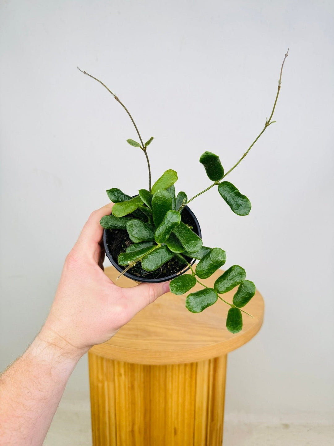 Hoya Rotundiflora | Uprooted