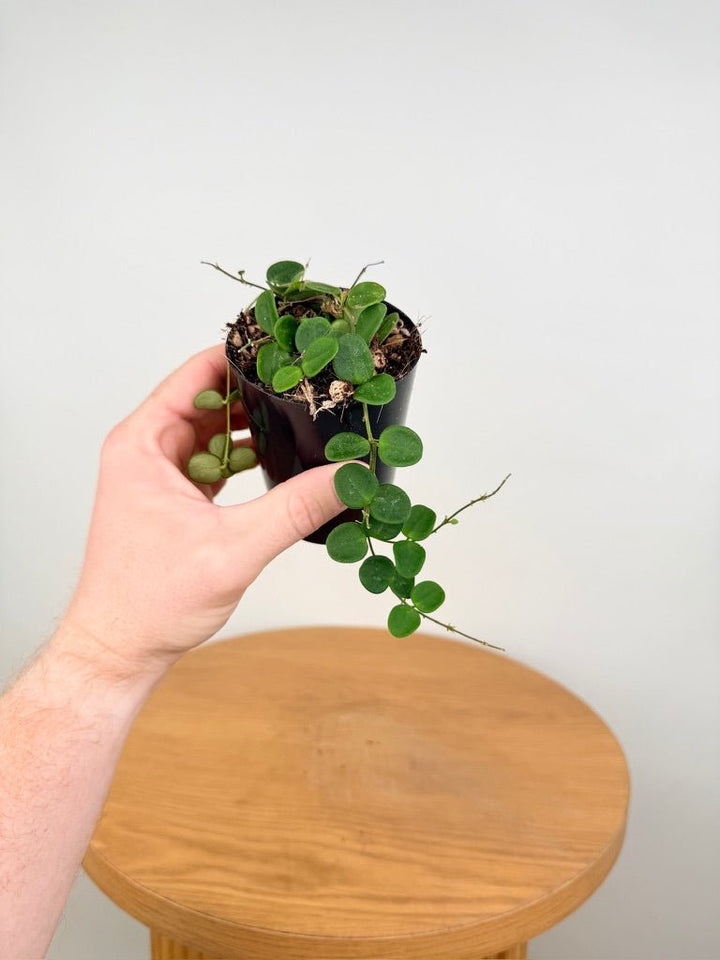 Hoya Serpens | Uprooted