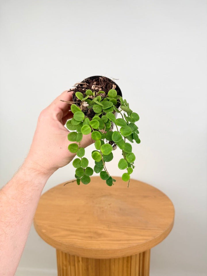 Hoya Serpens | Uprooted