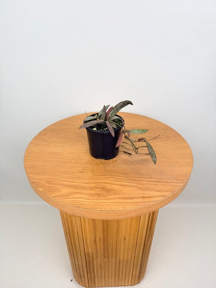 Hoya Sigillatis | Uprooted