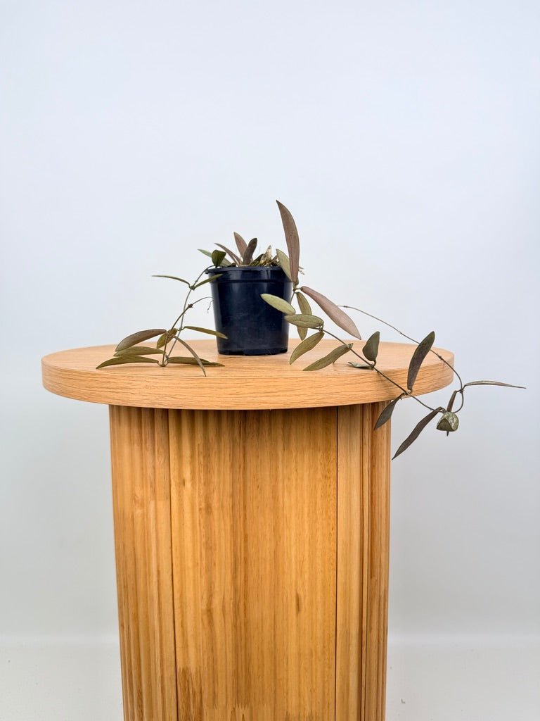 Hoya Sigillatis | Uprooted