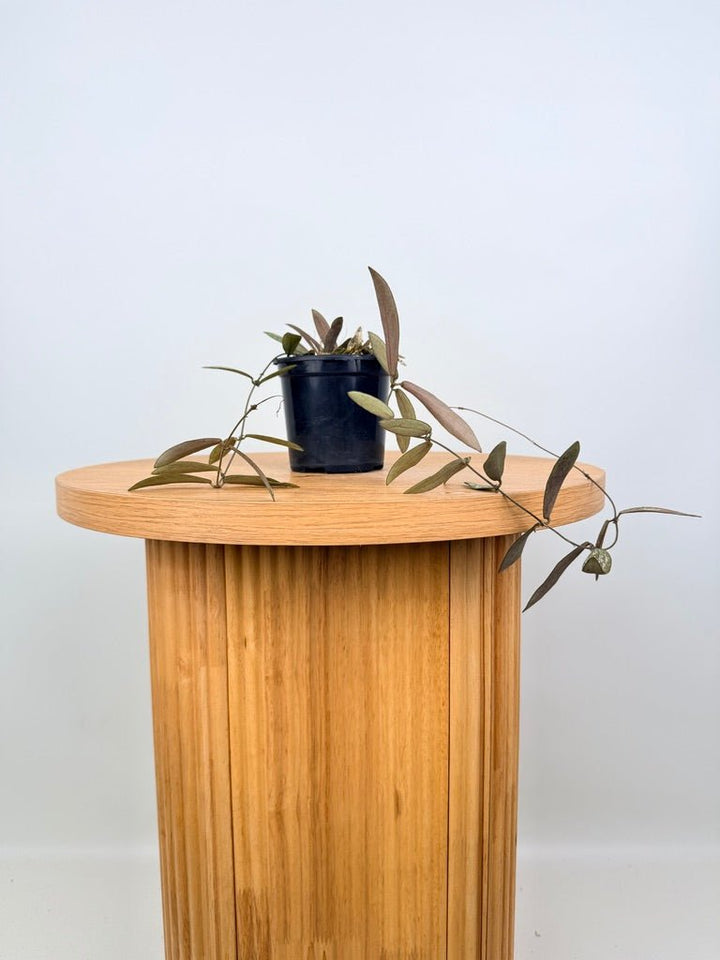 Hoya Sigillatis | Uprooted