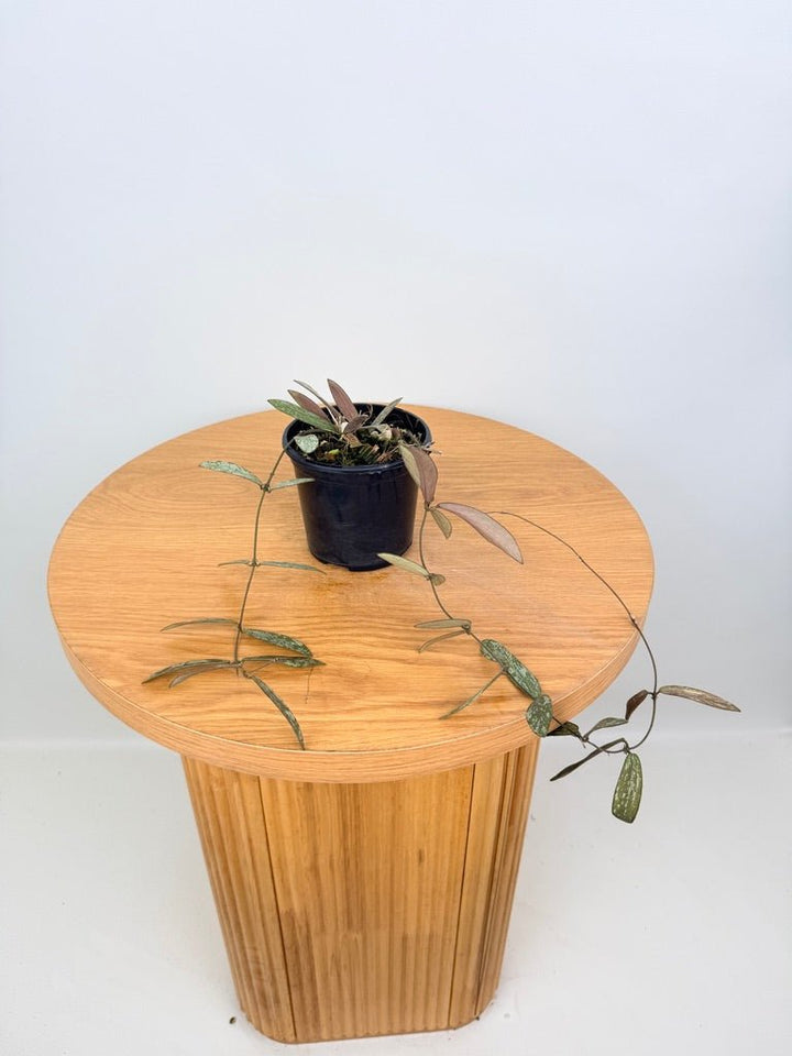 Hoya Sigillatis | Uprooted