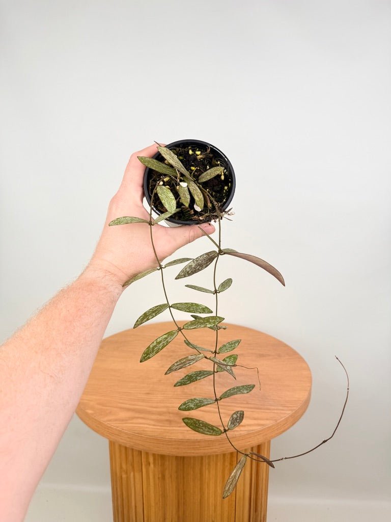 Hoya Sigillatis | Uprooted