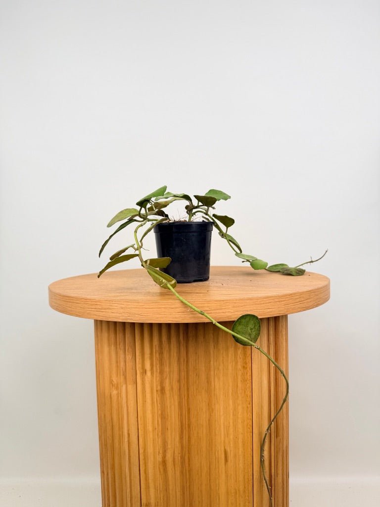 Hoya Waymaniae | Uprooted