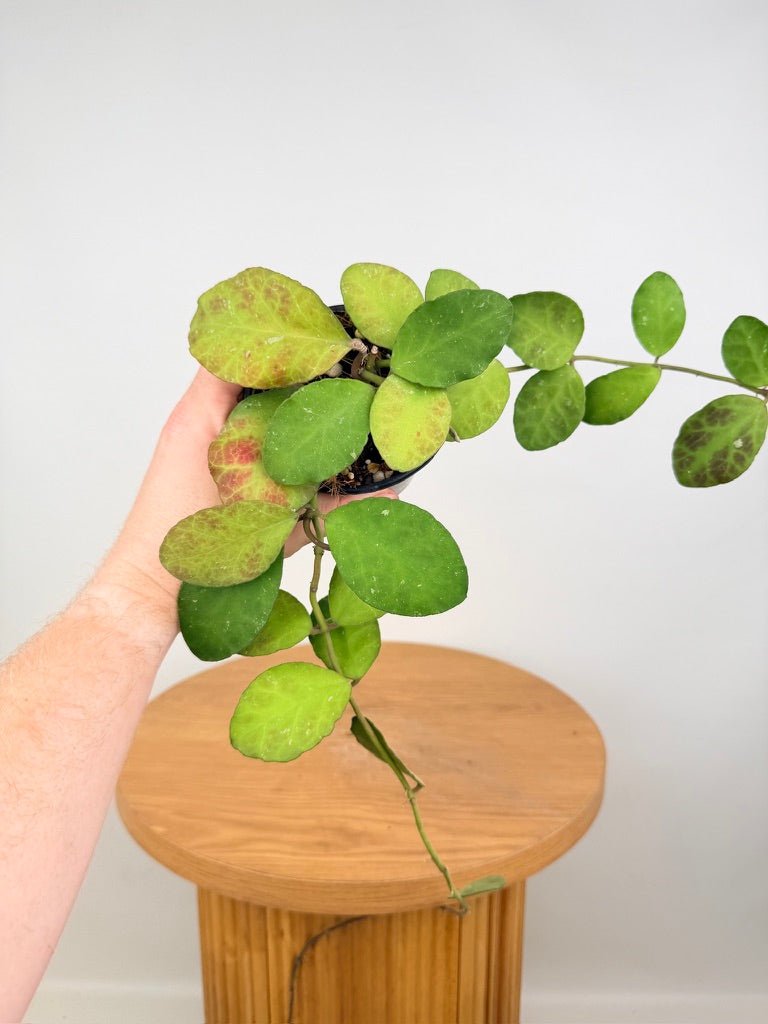 Hoya Waymaniae | Uprooted