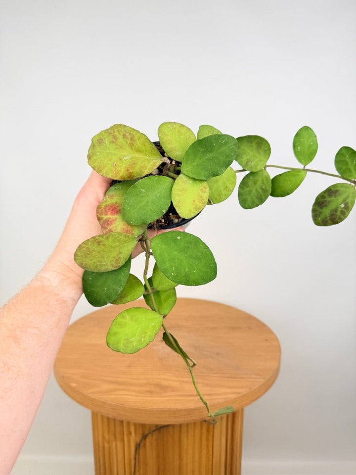 Hoya Waymaniae | Uprooted
