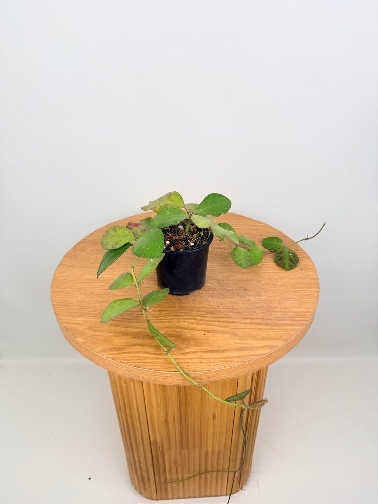 Hoya Waymaniae | Uprooted