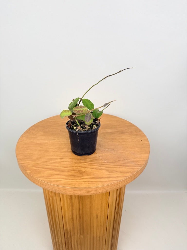 Hoya Waymaniae | Uprooted