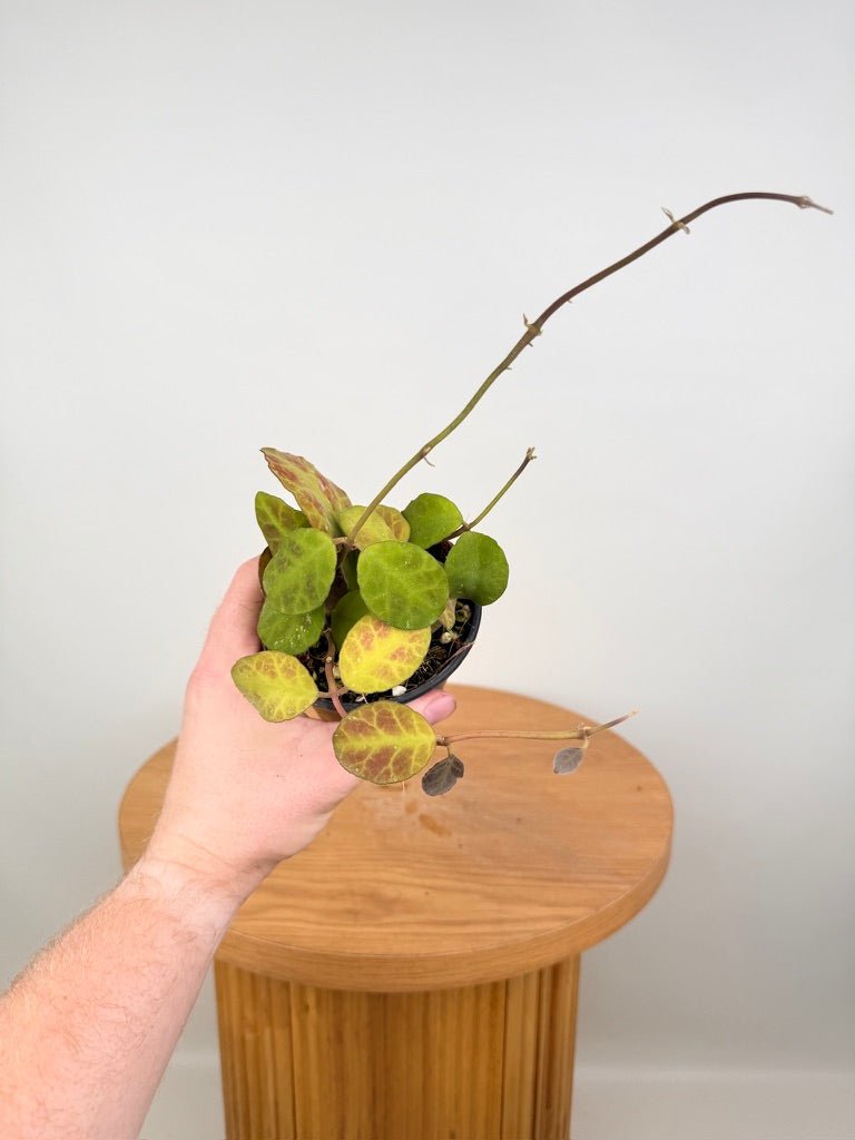 Hoya Waymaniae | Uprooted