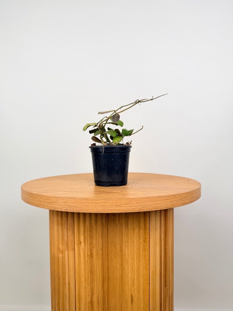 Hoya Waymaniae | Uprooted