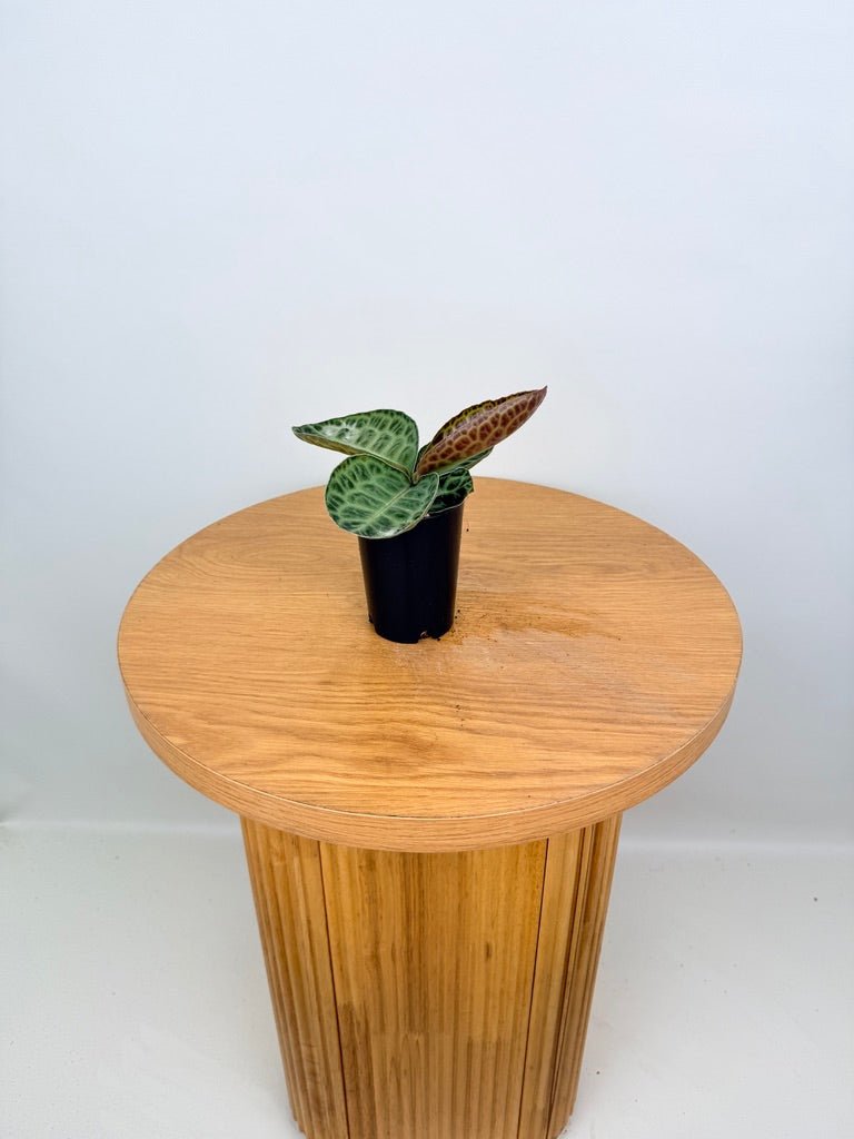 Labisia Beccarii - Turtleback | Uprooted