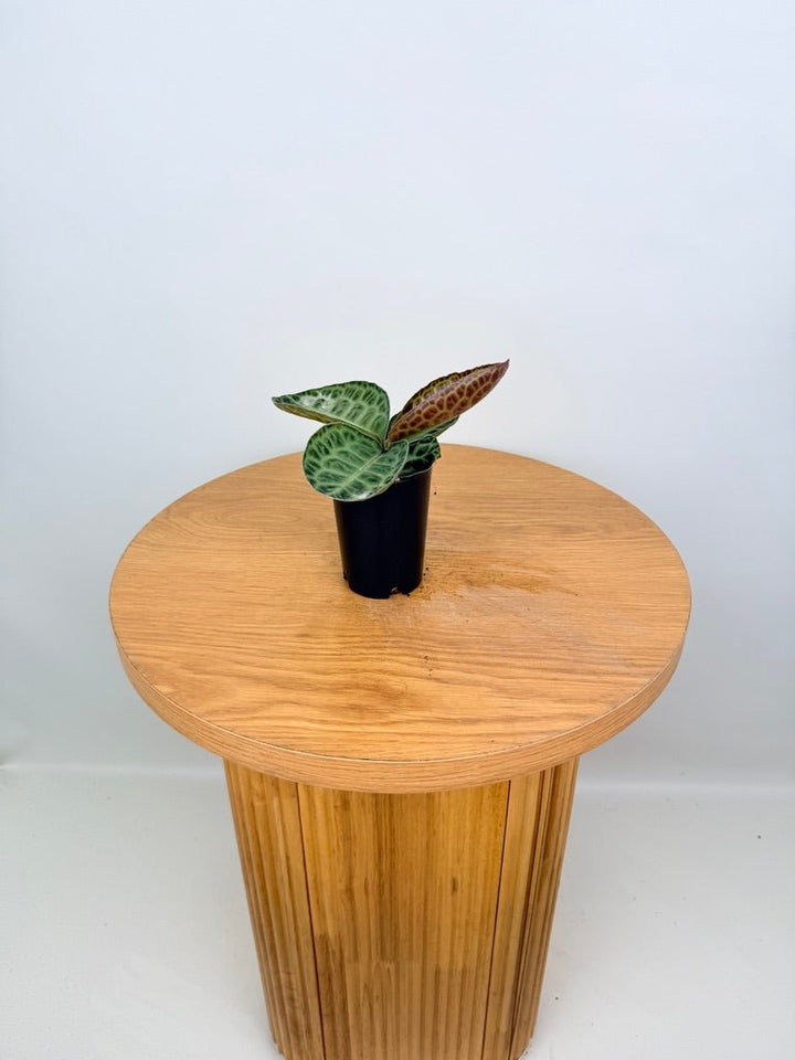 Labisia Beccarii - Turtleback | Uprooted