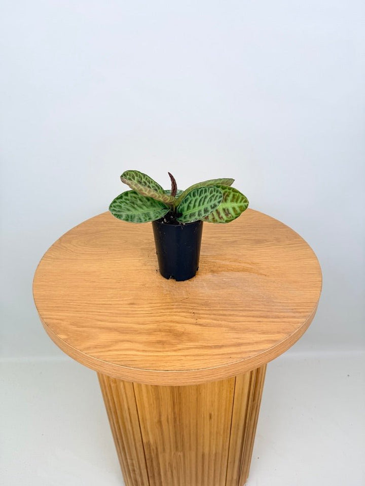 Labisia Beccarii - Turtleback | Uprooted