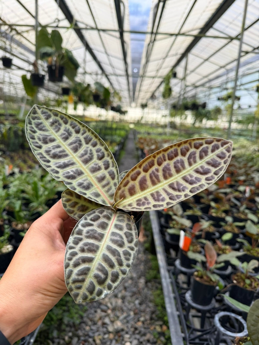 Labisia Beccarii - Turtleback | Uprooted