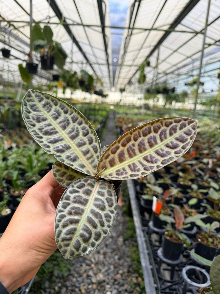 Labisia Beccarii - Turtleback | Uprooted