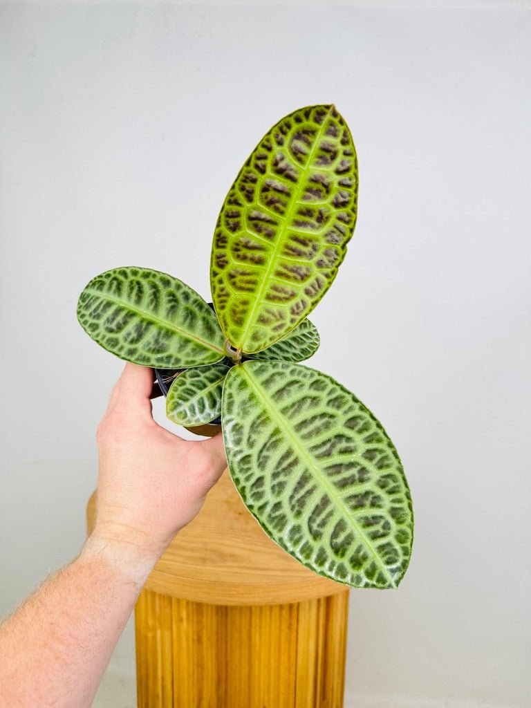 Labisia sp. - Turtleback | Uprooted | Buy Plants Online Australia